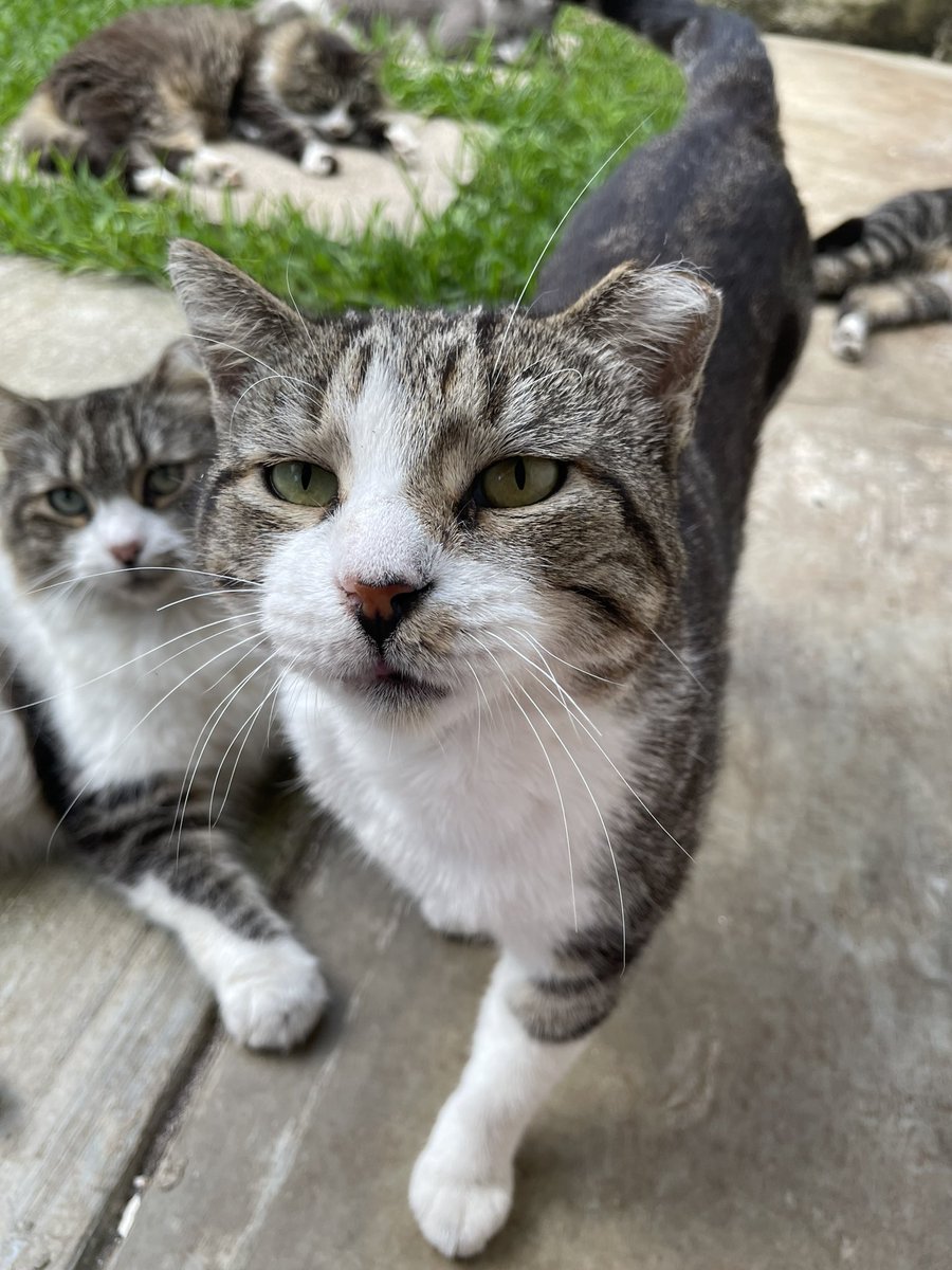 marce_leiva3's tweet photo. Estoy con ganas de hablar de mi manada de Gatos callejeros y les tomé fotitos entonces let’s 
Este es Howard o Jaguarcillo y es en apariencia el líder de la manada 
Se ve mayorcito y lleno de sabiduría y paz. Además es súper confianzudo. https://t.co/nqKbAjR1m4