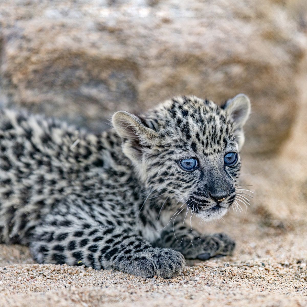 Exciting news from further afield –there is new hope for the #Arabianleopard population! @RCU_SA has shared the success story of 7 adorable cubs born this year as part of their efforts to protect these regal cats &save them from the brink of extinction. #ArabianLeopardCubs #AlUla