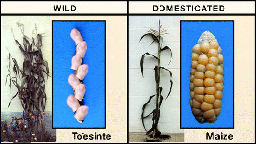 Forrest Li (@genomeofforrest) on Twitter photo Researchers have yet to find out why glumes stopped producing keratin as a domestication trait for maize.
inspired by <a href="/r_fairb/">Regina A. Fairbanks</a> typos Researchers have yet to find out why glumes stopped producing keratin as a domestication trait for maize.
inspired by <a href="/r_fairb/">Regina A. Fairbanks</a> typos