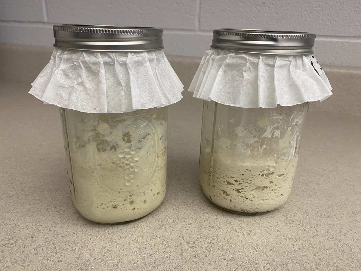 Hey #FoodScience students, your sourdough babies have been fed and watered, they are rising as they should! You will be using this to make waffles on Monday! #SourdoughBabies #OtsegoFCS #MrsVollmar @MPierce018 #pentapride