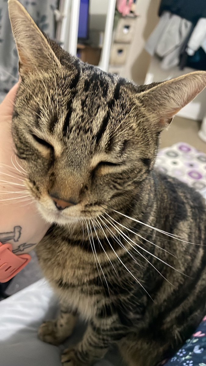 My #PetsOfOTWeek23 who’s meaningful occupations include eating, sleeping and fighting with each other 🐈 #RCOT