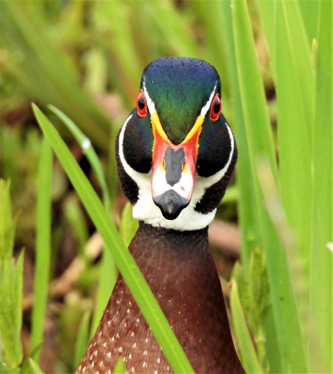 @sykesjeff Close-up of a male Wood Duck