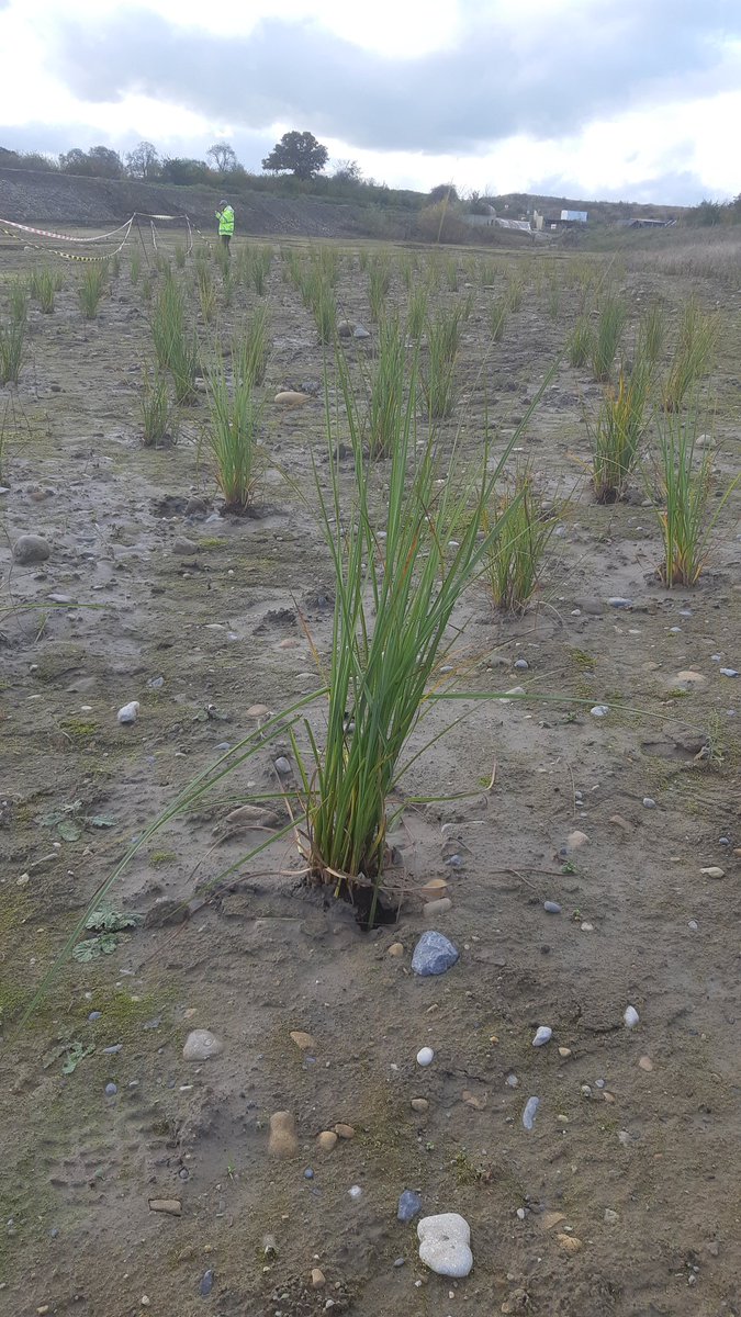 Checking that the recently planted Cladium from the habitat creation nursery @NosterfieldLNR survived last week's flooding. The plants seem fine.