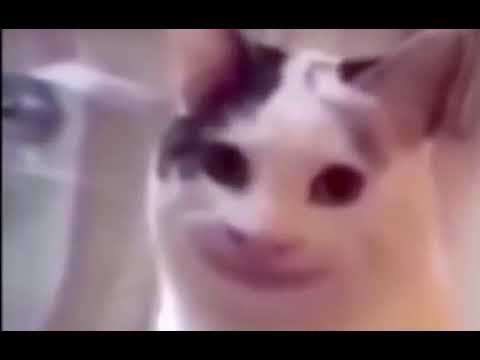 طلال tweet media