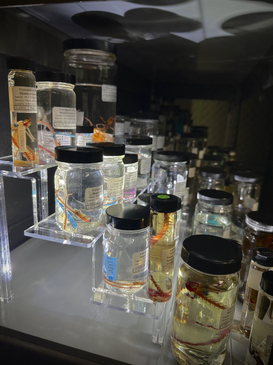 Visiting photographer Steve Petegorsky, spphoto.com, created art 🎨 from our biologically informative (but also beautiful!) diaphonized specimen collection this week 🐸

#ardrc #uta #utascience #specimens #herpetology #reptiles #snakes #research #STEM #biodiversity