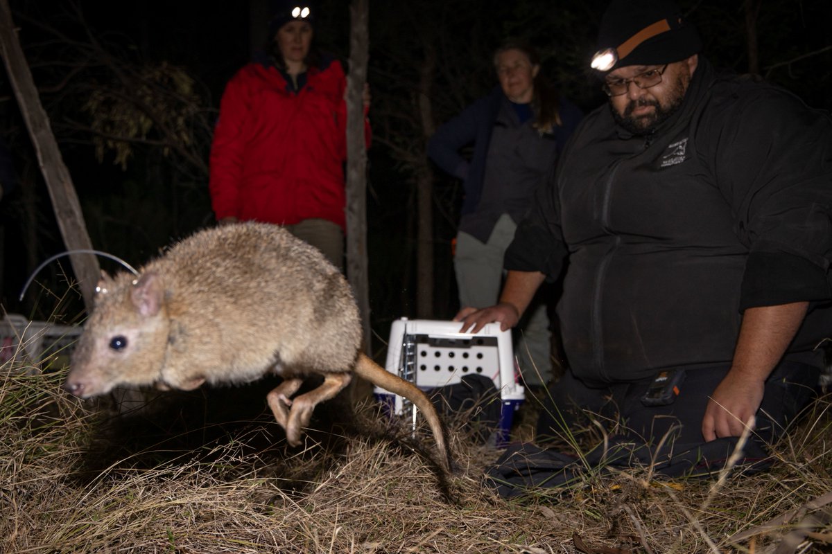 This month, #translocation specialists from around the world are meeting for a major conference on conservation translocations. AWC has translocated 20+ species to 10 sanctuaries, &amp; several AWC scientists are presenting at the conference.

bit.ly/AWC-Translocat…

📸B Leue/#AWC