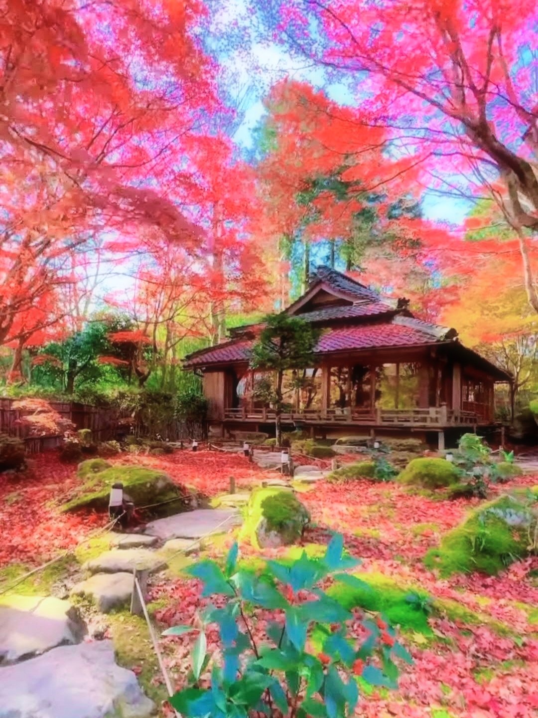 紅葉S - Search / X