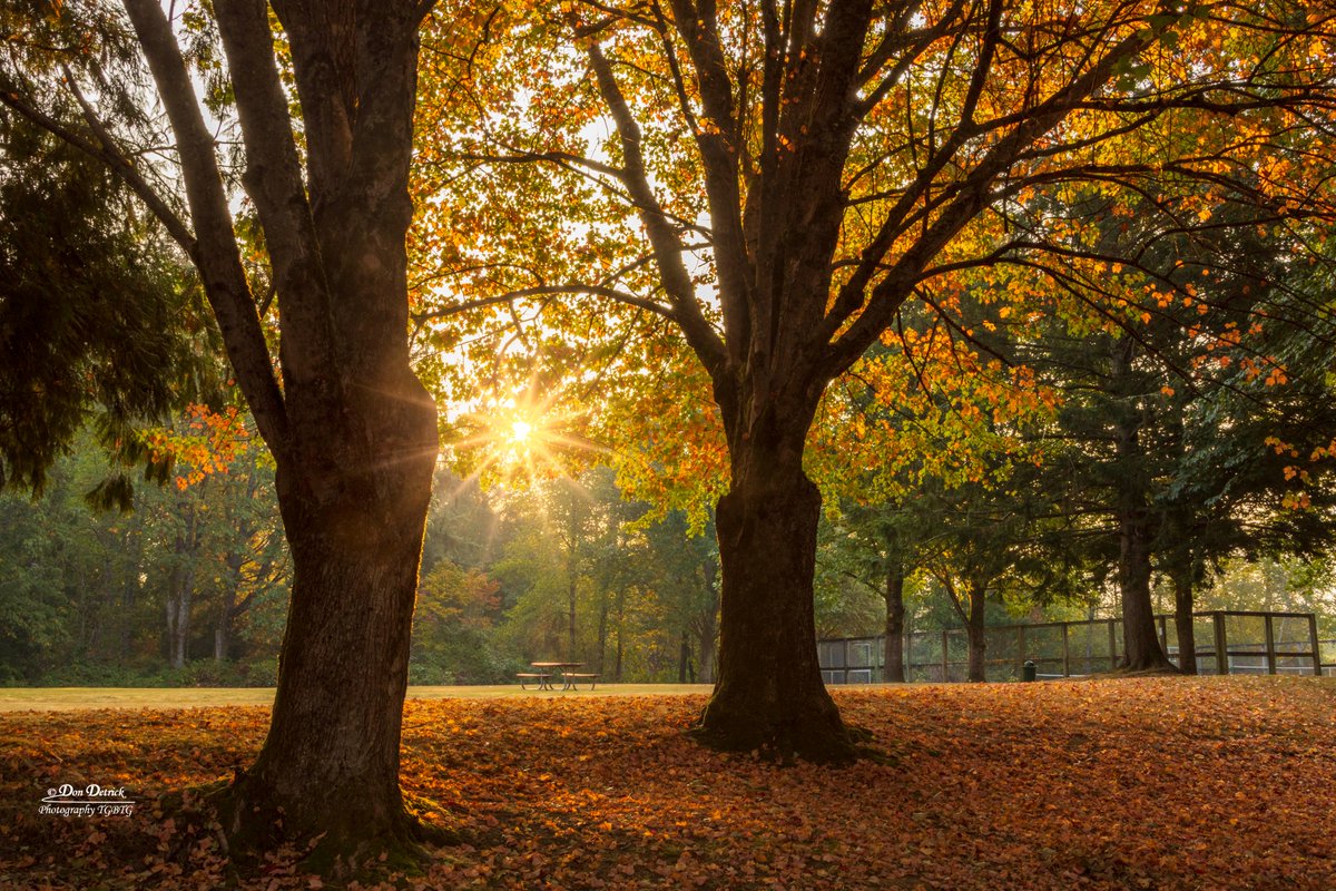 November #Autumn Morning at EJ Roberts Park North Bend, WA. dondetrick.smugmug.com