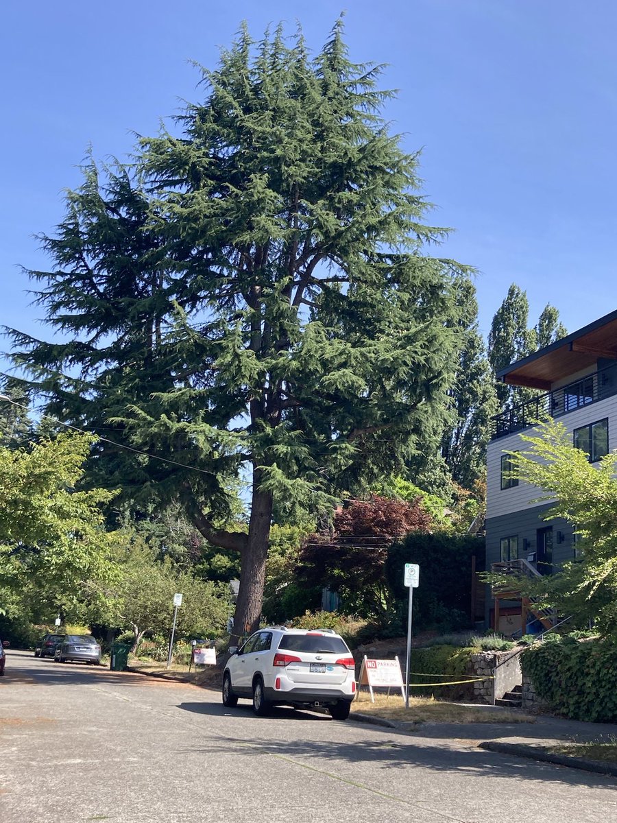 Dontclearcutseattle tweet media