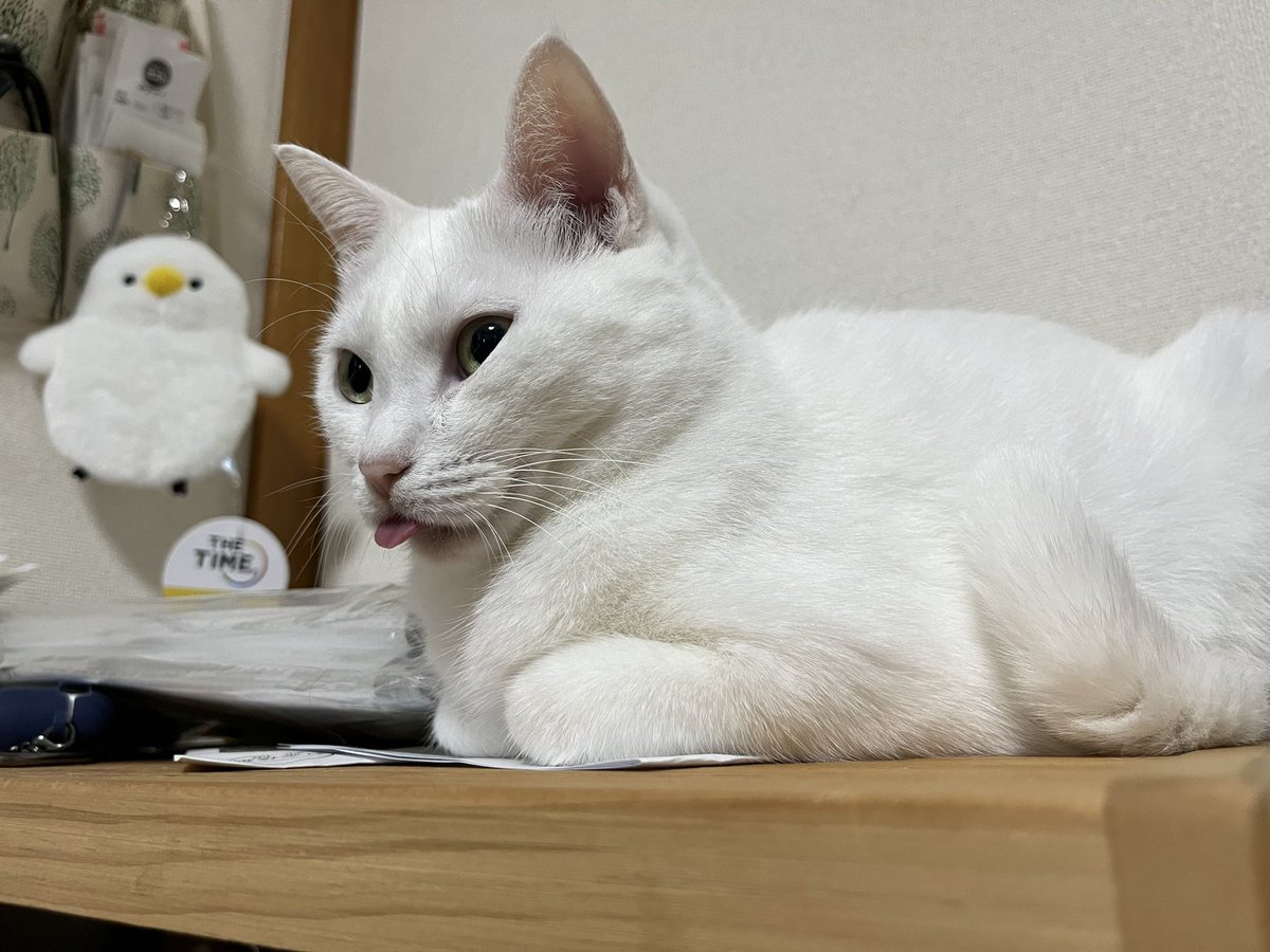 5LvaCOGPaX7PFYt's tweet photo. ベロ出てる👅 https://t.co/6ThZxLWjfE