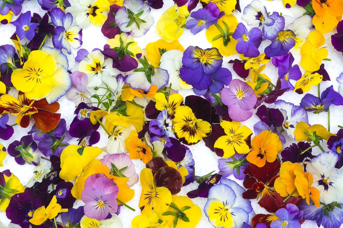 NewsMedical's tweet image. Blooming health: Unfolding the petal-perfect virtues of edible flowers 🌼🥗🌱 news-medical.net/news/20231109/… #EdibleFlowers #SustainableEating #NutritionBloom #FlowerPower #Bioactive #NaturalRemedy #EcoFriendly #PlantBased #HealthTrends #FloralFoods @Foods_MDPI