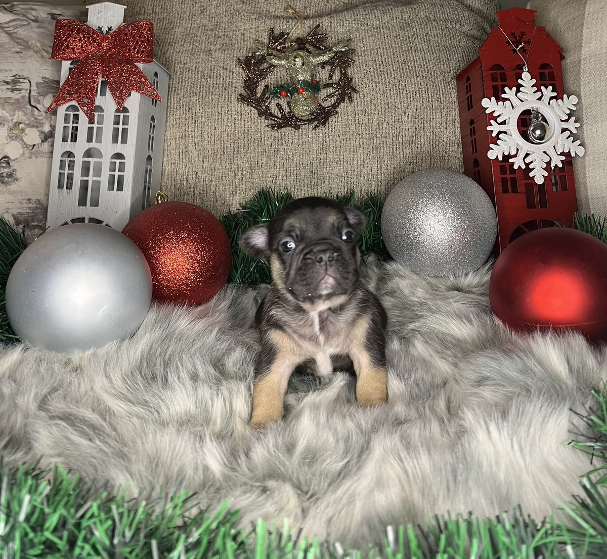 Cheoo94's tweet image. Frenchies for the LOW! 
DM me for info. 

Repost to help these little pups find their new owners! 

Will be ready for December in time for Christmas!