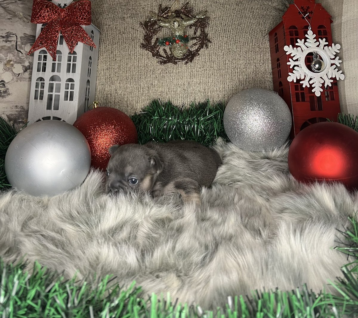 Cheoo94's tweet image. Frenchies for the LOW! 
DM me for info. 

Repost to help these little pups find their new owners! 

Will be ready for December in time for Christmas!