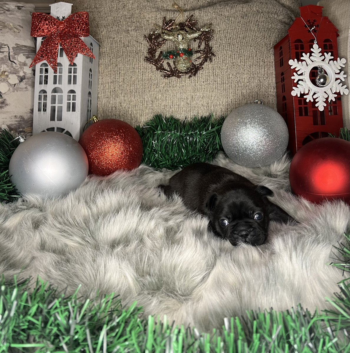 Cheoo94's tweet image. Frenchies for the LOW! 
DM me for info. 

Repost to help these little pups find their new owners! 

Will be ready for December in time for Christmas!