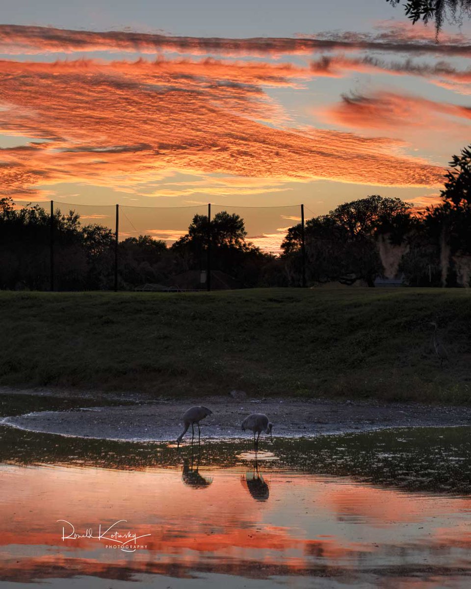 Sandhill Crane Sunset - Nov. 9th 2023 Valrico - Florida - #rkotinsky #sunsetlovers #sunset @stormhour @spann @Skilling #rkotinsky @JamesWCCB @PaulFox13 @CharleyBelcher @FOX13News @bn9weather @BN9 @julianavmwx @MattDevittWX @CanonUSAImaging