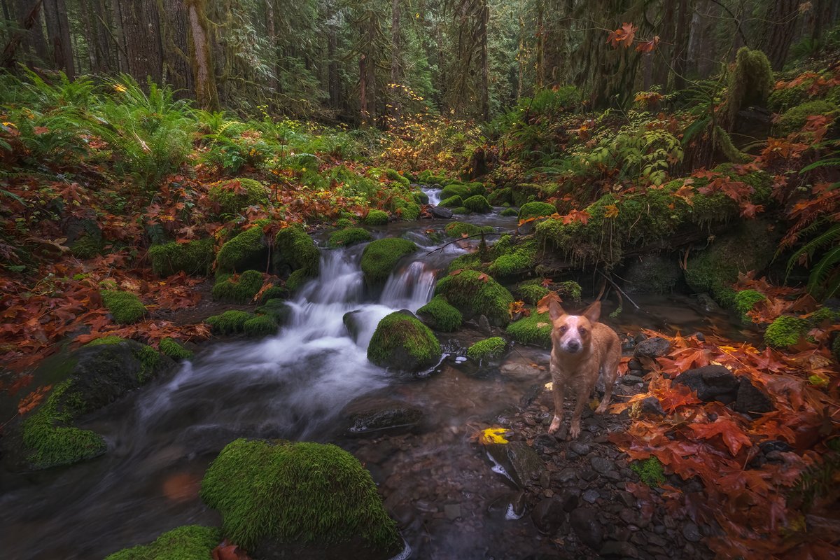 I love spending time in the forest with Hazel. We find some beautiful little corners that are off the beaten path, which is fortunate for the moss at this little creek. #oregon #photography #landscapephotography #hiking #wandering #walking #savethemoss #forest #cattledog