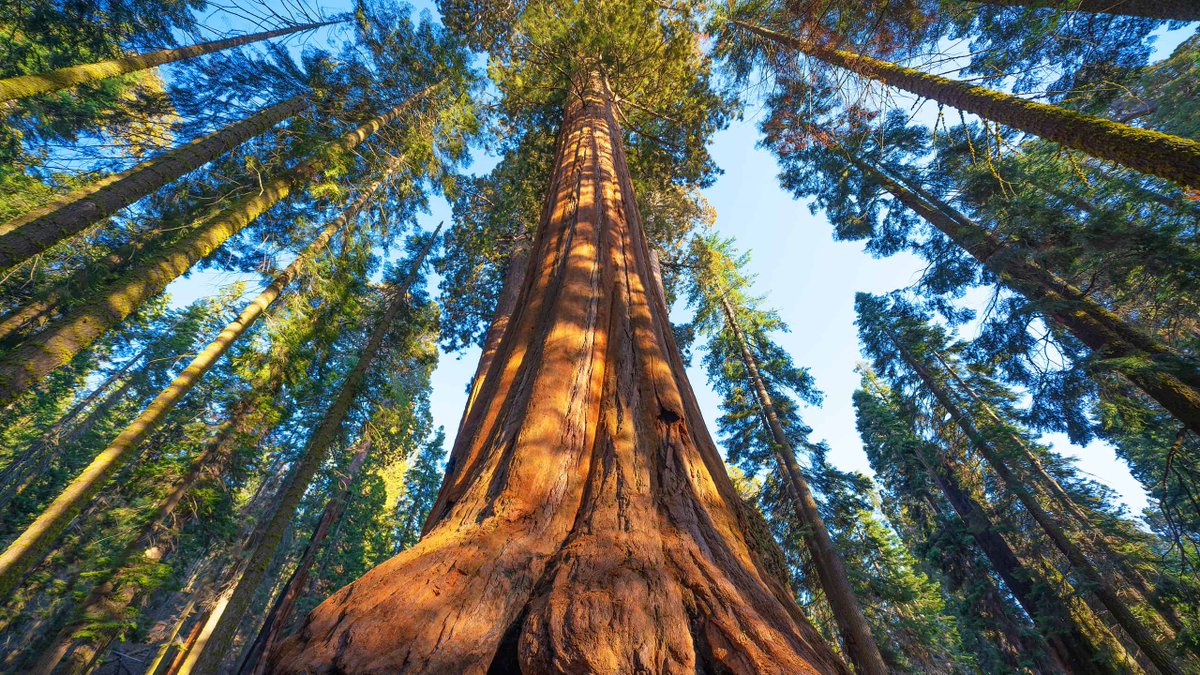 promofact's tweet photo. The tallest tree in the world is a coast redwood named Hyperion. #TallestTree #CoastRedwood #Hyperion https://t.co/YhQGWMfMIg