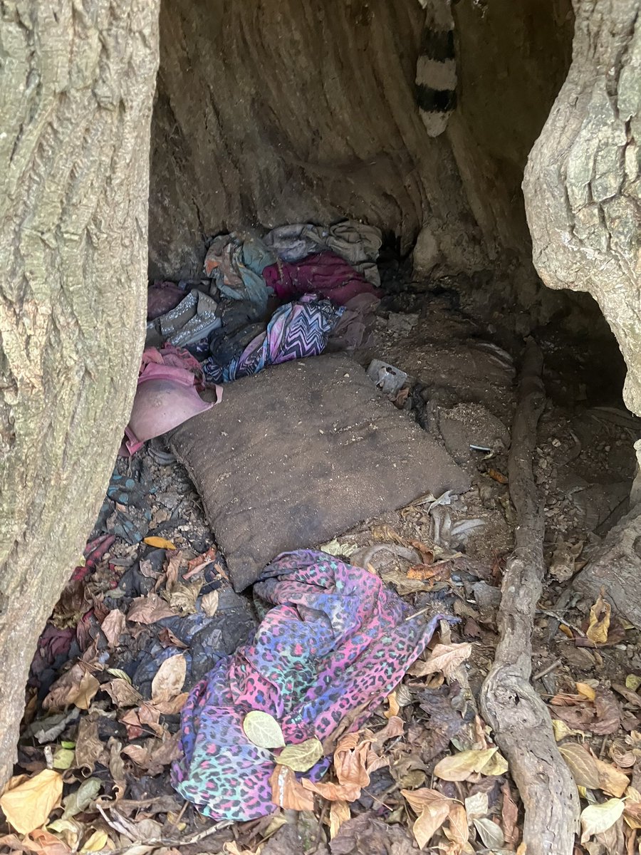 vern_gilbert's tweet photo. I’ve seen a lot of stuff in the woods searching for the missing. But, I’ve never seen a sleeping spot like this one. This is a very large, hollowed out tree. Someone turned this cave like little den into their sleeping spot.
🥲 #HomelessInAmerica https://t.co/6kCbYbX0Qq