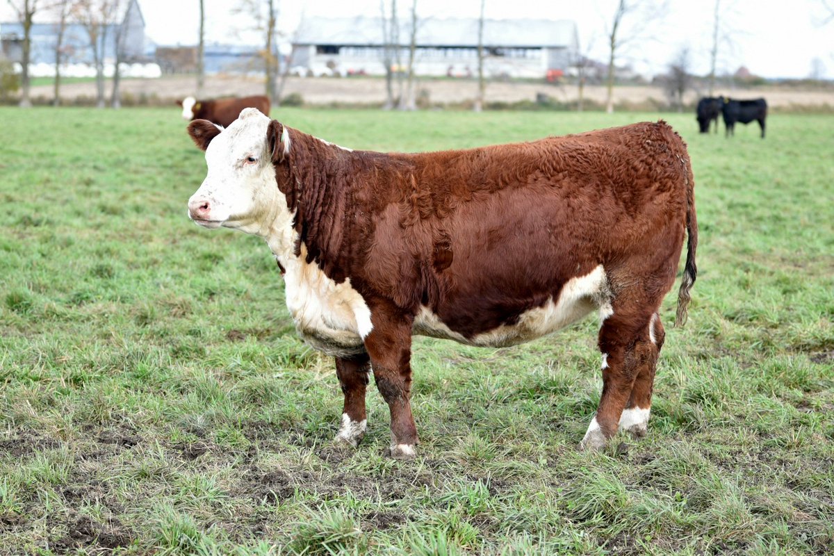 New for us this yr is to offer 15 pure hereford hfrs originating from western Canada, bred blk angus in our TOP CUT bred hfr this Sat 1pm Maple Hill Auctions, Hanover. Online bidding with DLMS. Sale lot videos will be posted Friday.
