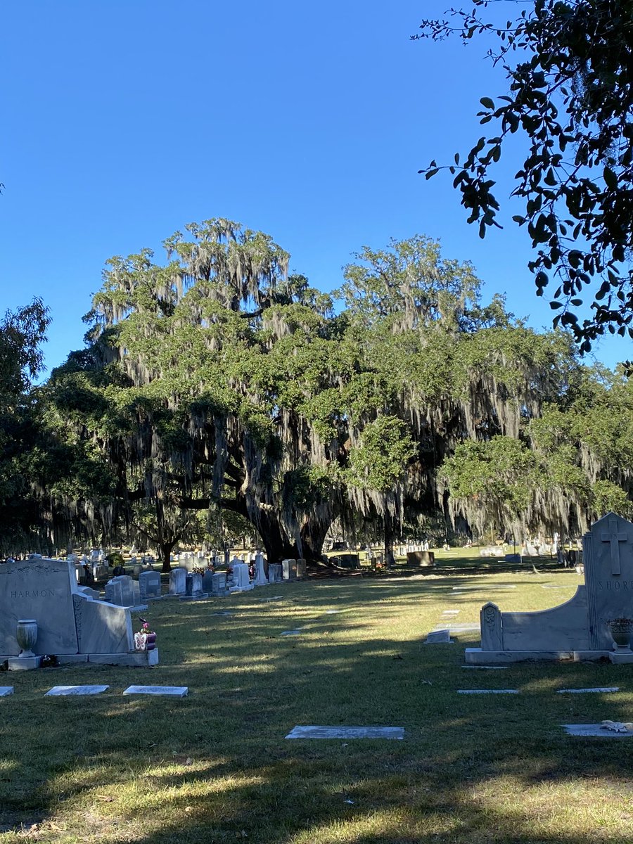 kellysangelo's tweet image. A gorgeous tree in a cemetery in Savannah, Ga. 
What do you see? 
@Diane_Dee 
@_badrick