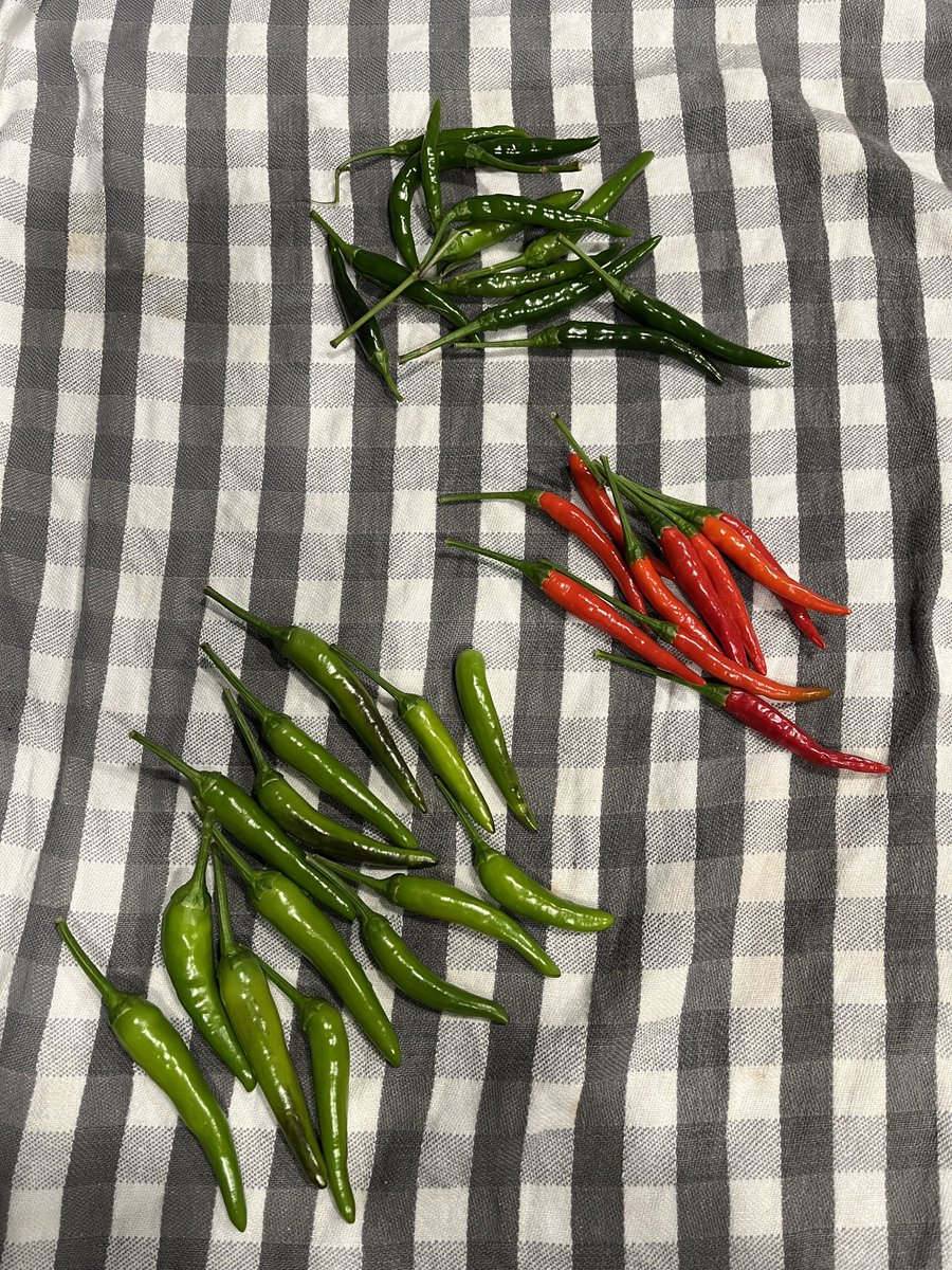 These babies were are the result of throwing kitchen pepper scraps in the garden. Which ones do you prefer?