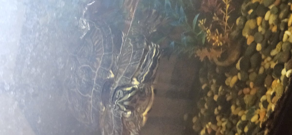 Renee0827's tweet photo. @joshchx @CashApp #CashAppPlays my turtle flash! https://t.co/8q2BvXBKro
