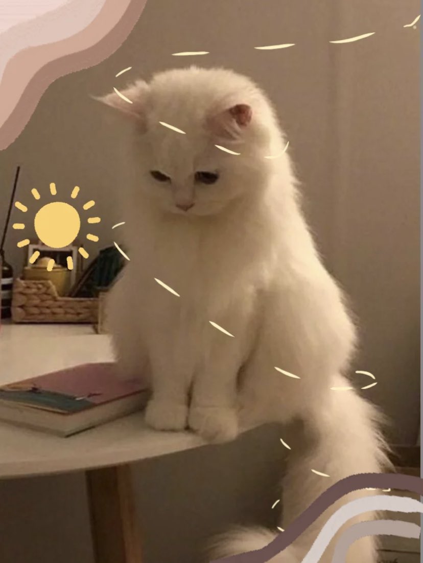 contents that ll heal your depression 🌻 (@catshealdeprsn) on Twitter photo 