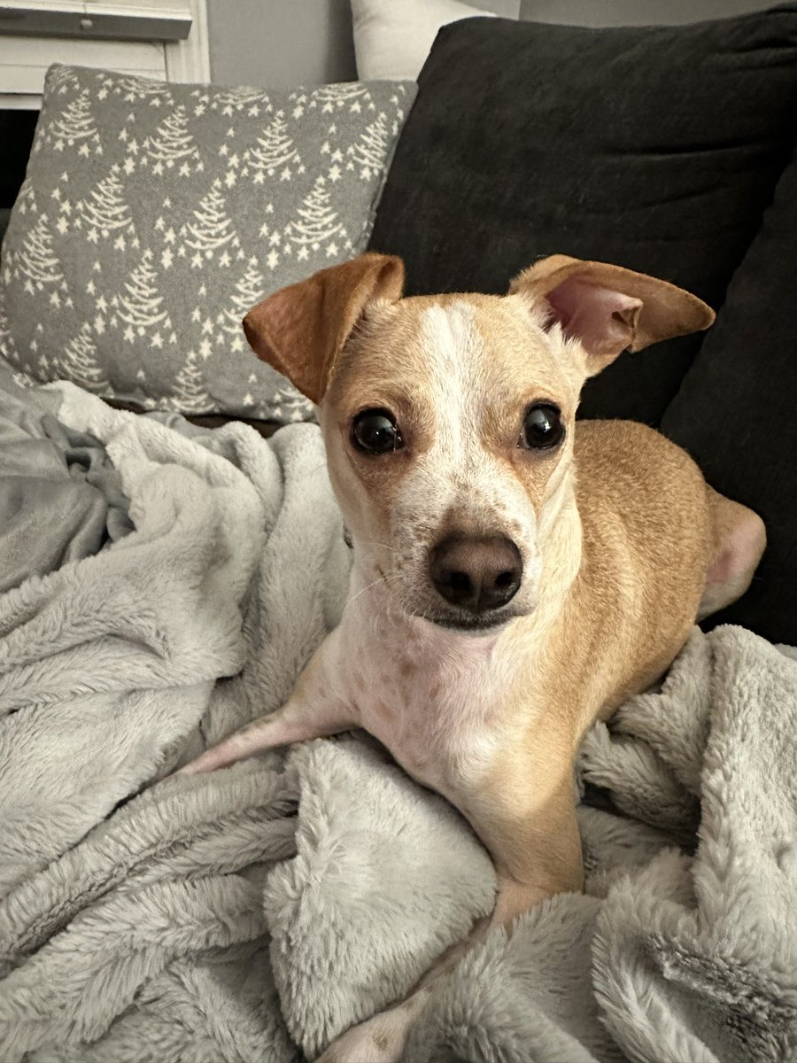 Hi frens! I’m home and doing well. I’ve had a bit to eat and water to drink. Momma is giving me a quiet night and weekend to recover and be spoiled. Thank you for all the prayers and well wishes. Wishing you all sweet dreams and cozy sleeps. 🐶