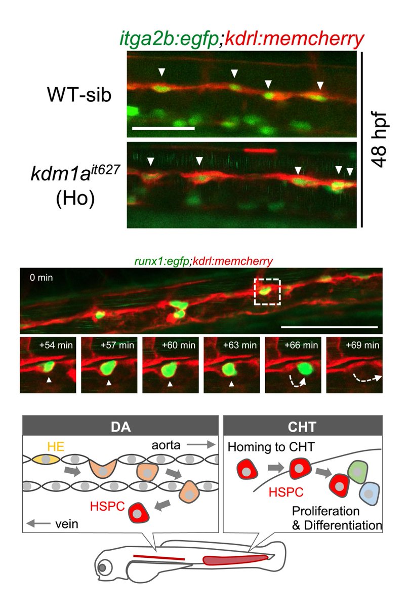 #DBfeature #Zebrafish🐟 #EHT

LSD1 promotes the egress of hematopoietic stem and progenitor cells into the bloodstream during the endothelial-to-hematopoietic transition

by Junya Tamaoki, Makoto Kobayashi et al
sciencedirect.com/science/articl…