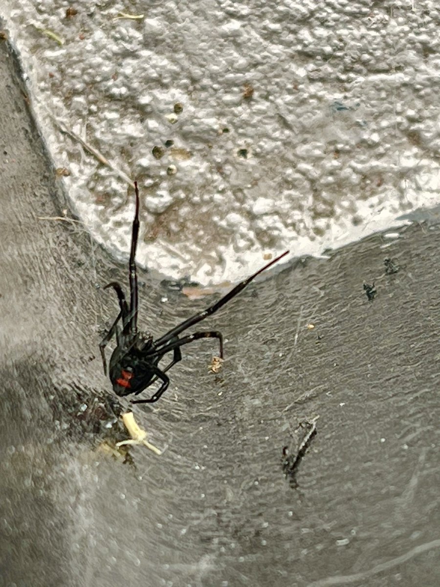 AngelRomeroR's tweet photo. @Arachno_Cosas para su registro… encontrada en Metepec, Edomex. https://t.co/4uHxqSC2Bg