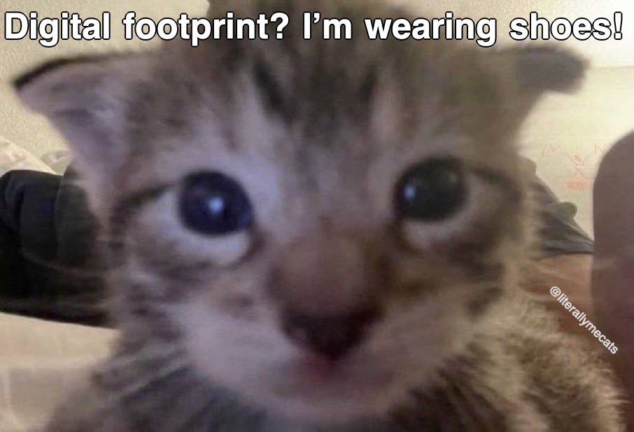 LiterallyMeCats (@literallymecats) on Twitter photo 