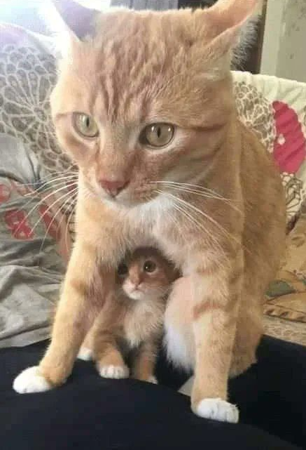 danielushka8's tweet photo. A mother is the warmest sunshine, the clearest spring and the strongest support in life  #kitty    #mother https://t.co/NvfYAxkCcs