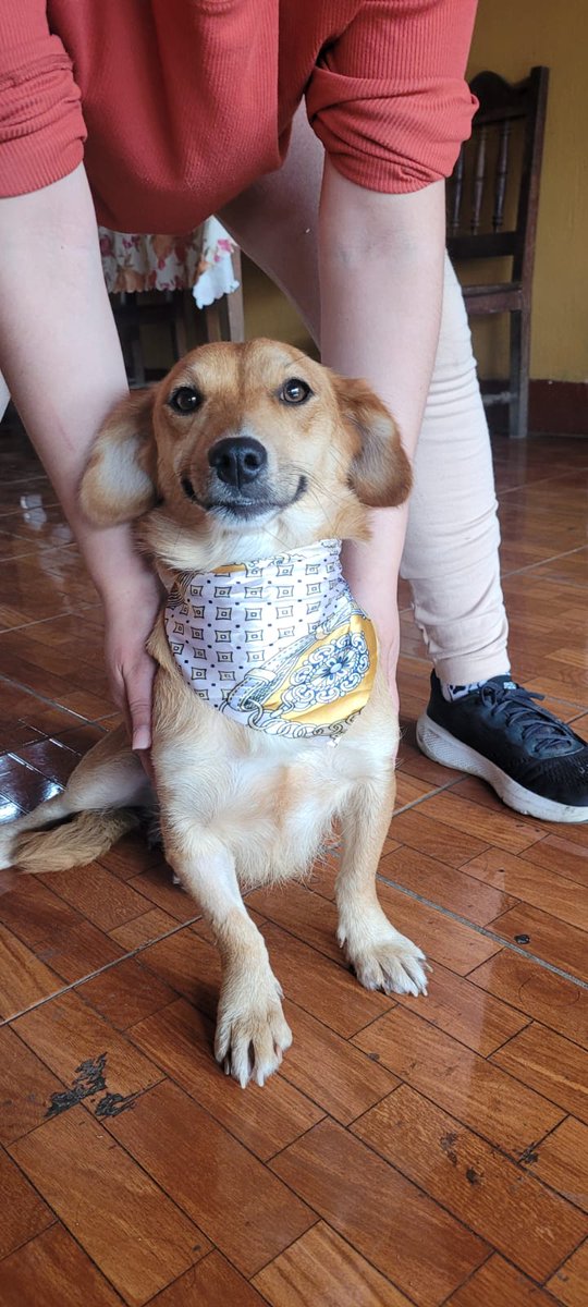 gabssssgarciamo's tweet photo. A esta nena linda la abandonaron hace 3 semanas pero los perros grandes la atacaban y no la dejaban comer, la castramos la semana pasada y está lista para un hogar, solo miren esa carita. No queremos regresarla a la calle. Es chiquita y super dulce. 🥺
RT por favorcito. 🙏❤️ https://t.co/D4RZip1bm2
