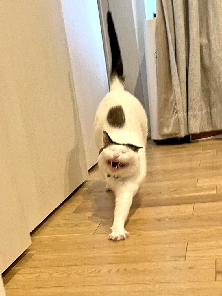 tsukune216's tweet image. いいとこ伸びて気持ちよさそうな猫