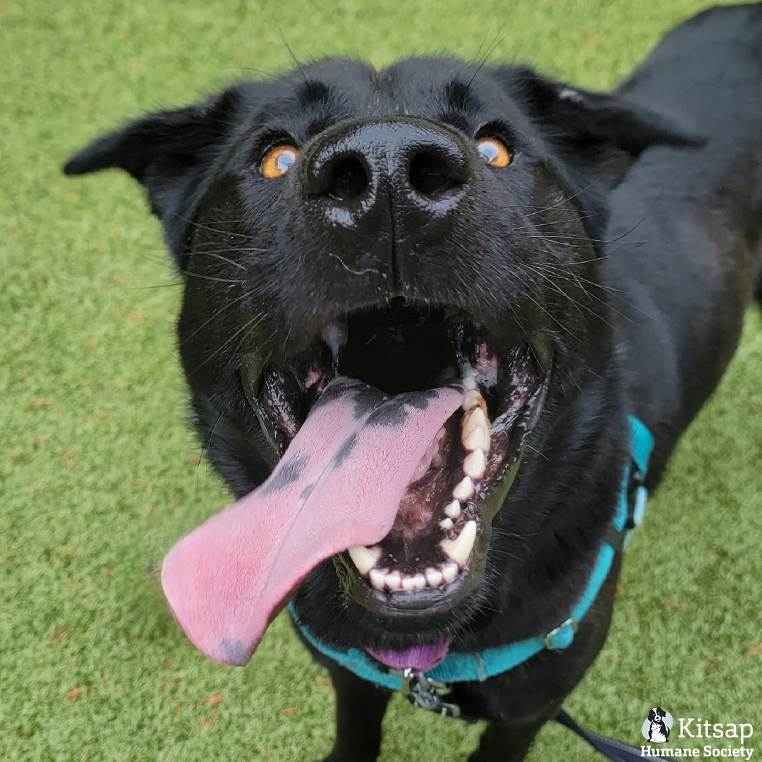 Kitsap Humane Society tweet media