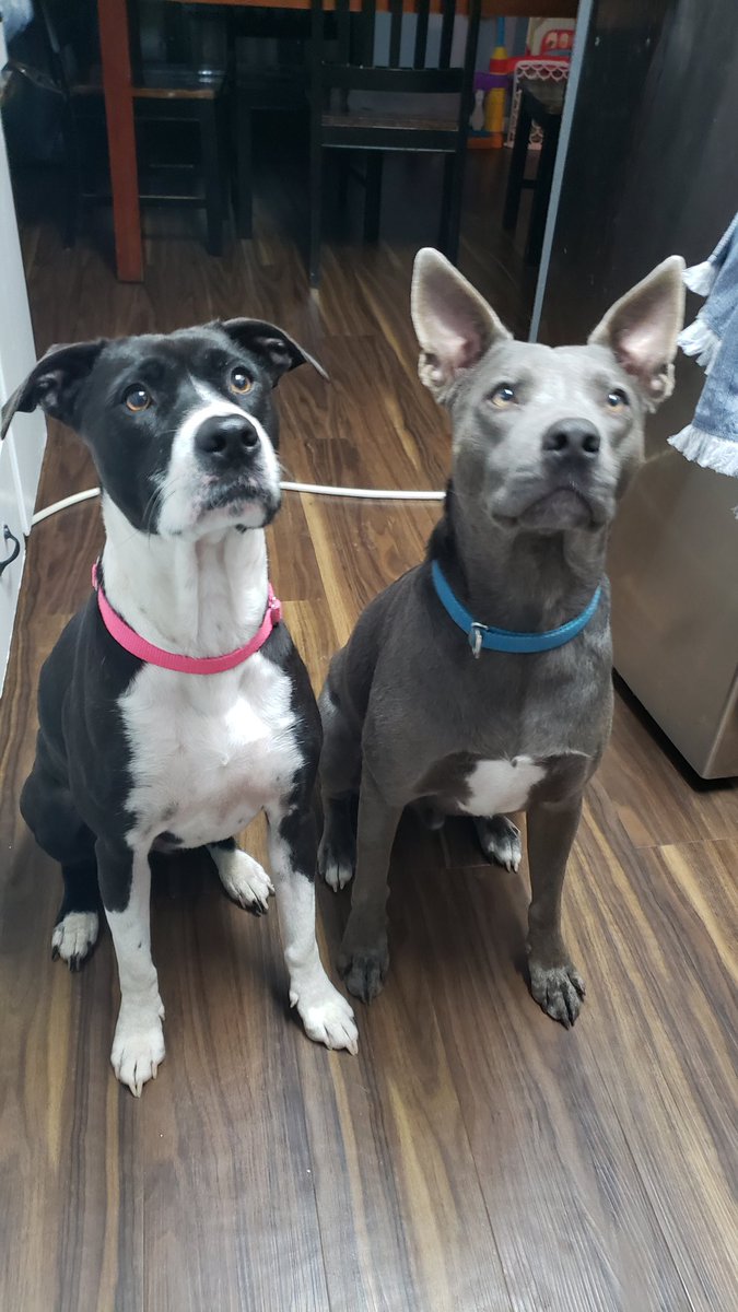 BabyAC11's tweet photo. @joshchx @cashapp #CashAppPlays $Hope0222 a black lab mix and a Thai Ridgeback https://t.co/1QOboKjiwN