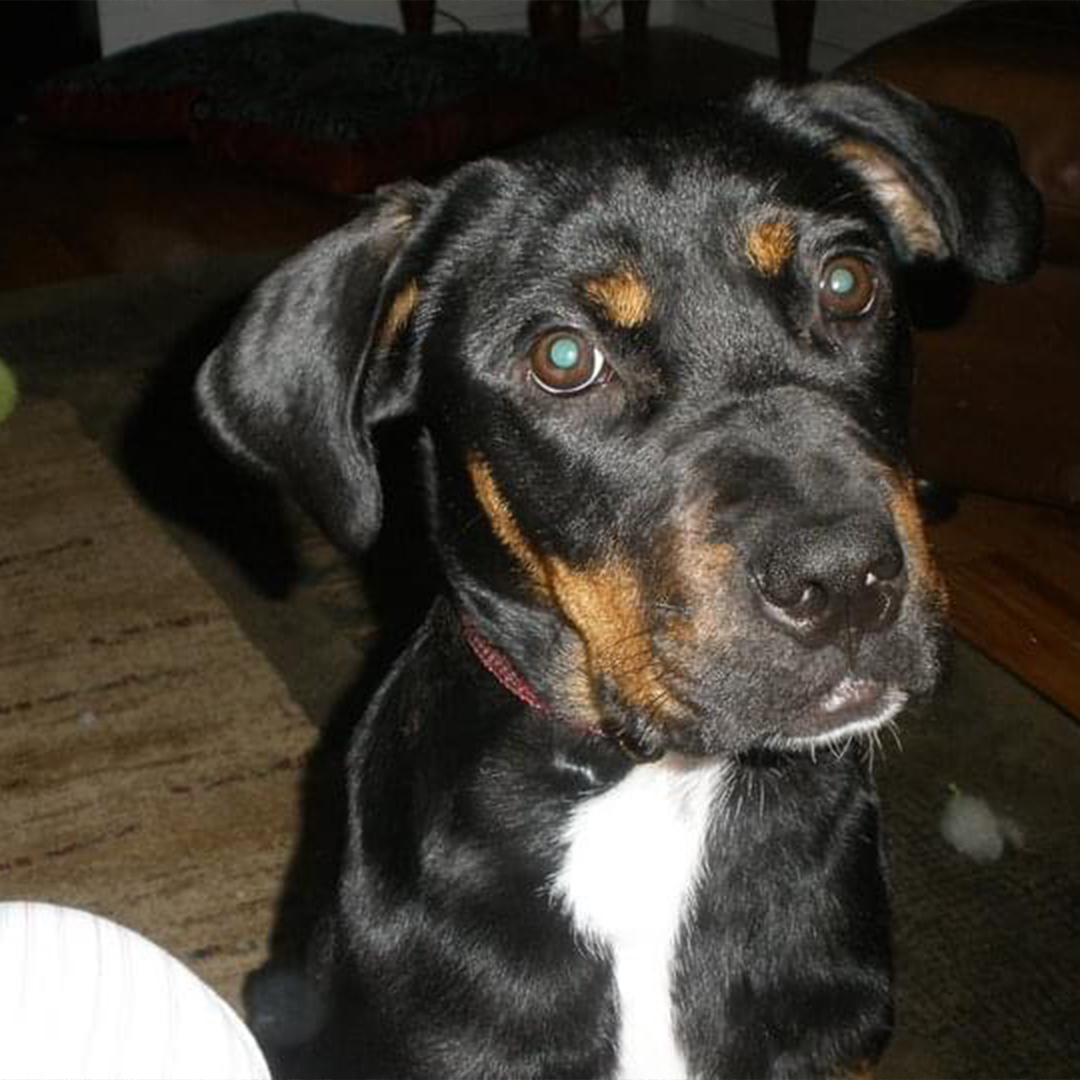 Kitsap Humane Society tweet media