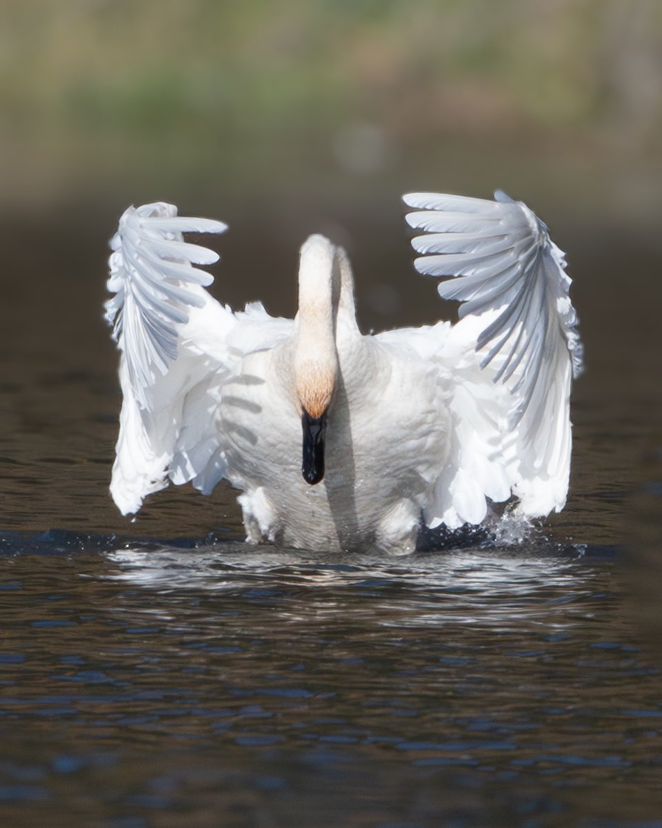 Strange Swan