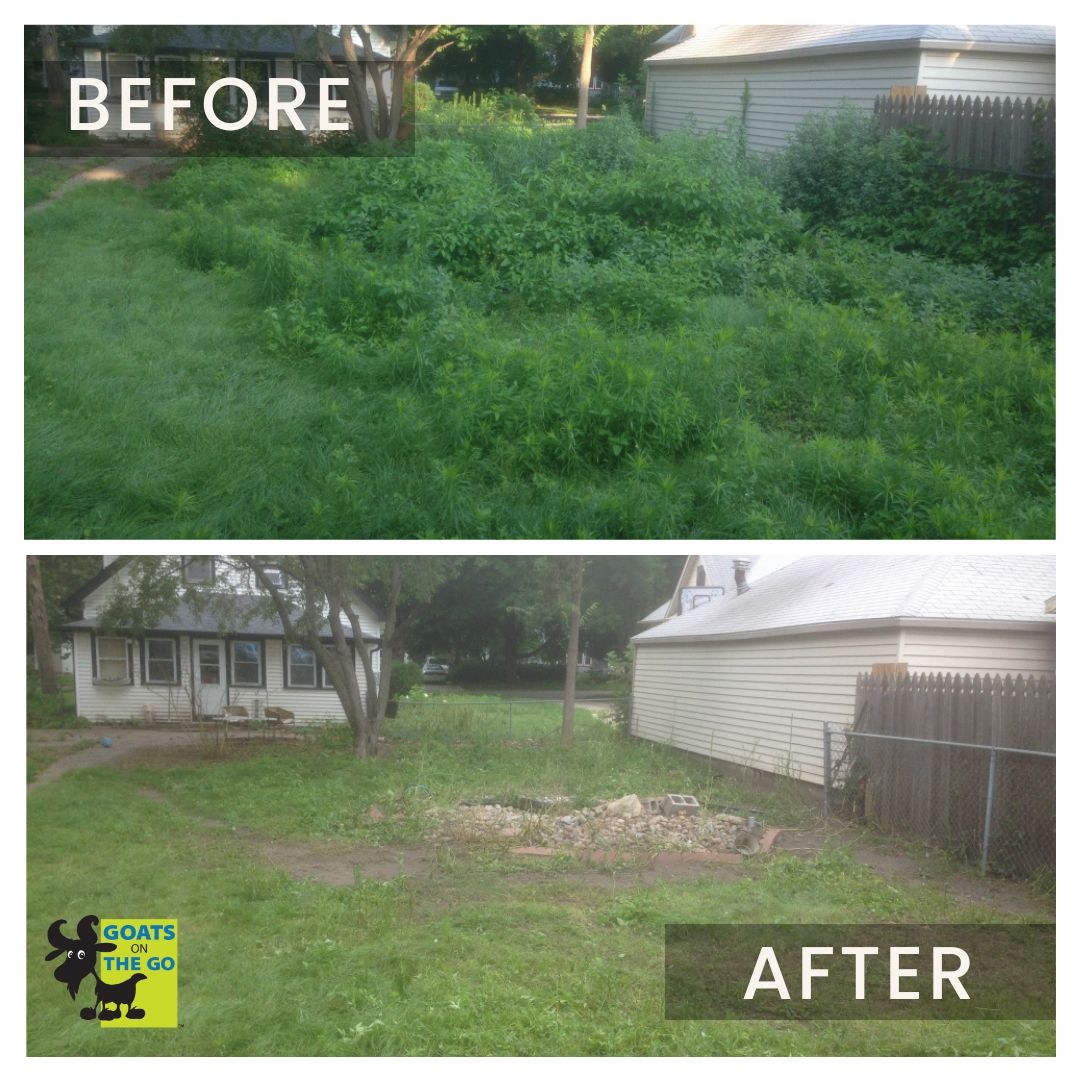 Overwhelmed by an overgrown backyard? 🤔 We've got your back. Goats On The Go® offers a simple solution to clear nuisance brush without harmful herbicides or noisy machines: let our goats do the work for you!🌱🐐 

📸Goats On The Go® Ames
Link👉️ l8r.it/M49W