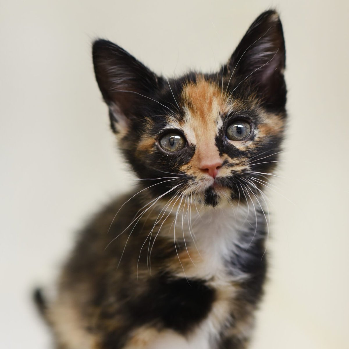 Berkeley Humane tweet media