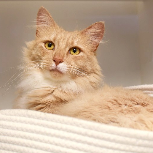 Berkeley Humane tweet media