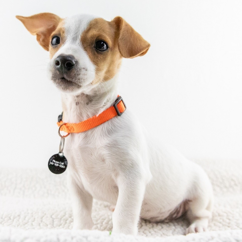 Even with the cooling weather, there's no signs of slowing down at our shelter! So many dogs and cats continue to arrive every week. To make more adoptions possible, we've extended our hours. Now open Fridays—Mondays 11am—4pm! #adopt #berkeleyhumane #bottlebabies