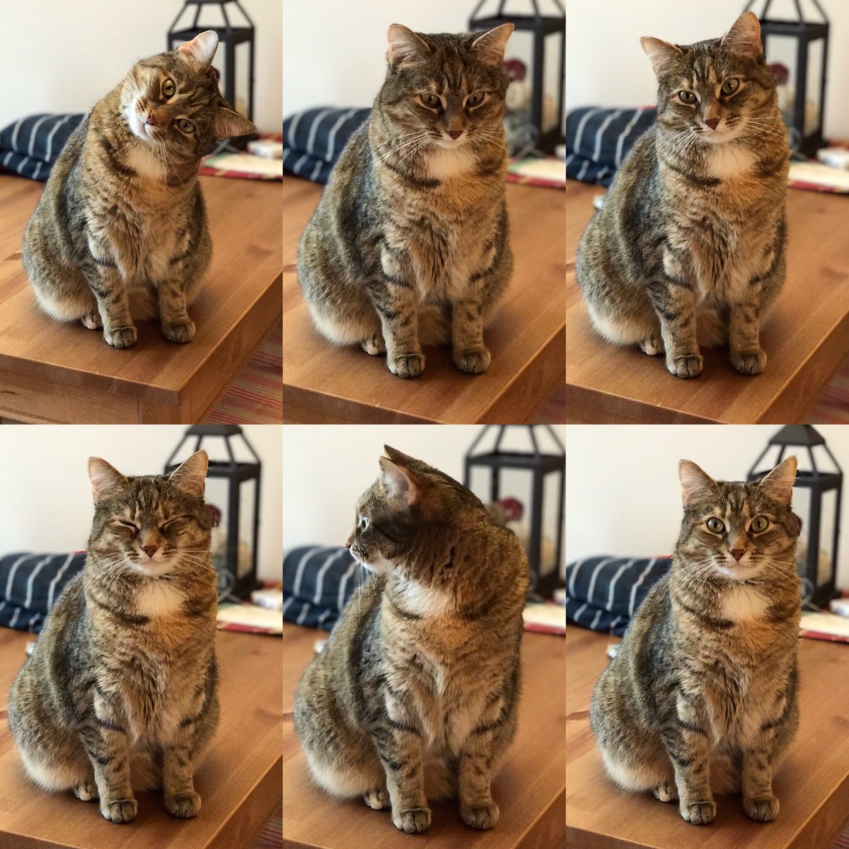 Sarah H. Sperry, PhD tweet media