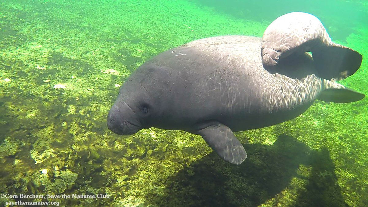 savethemanatee's tweet photo. Q5 Another great way to support manatee conservation efforts is to adopt a real, living manatee from Save the Manatee Club at https://t.co/vvx7KQA8Ir. Has anyone adopted one? #manateechat https://t.co/nFJAQjwBGB