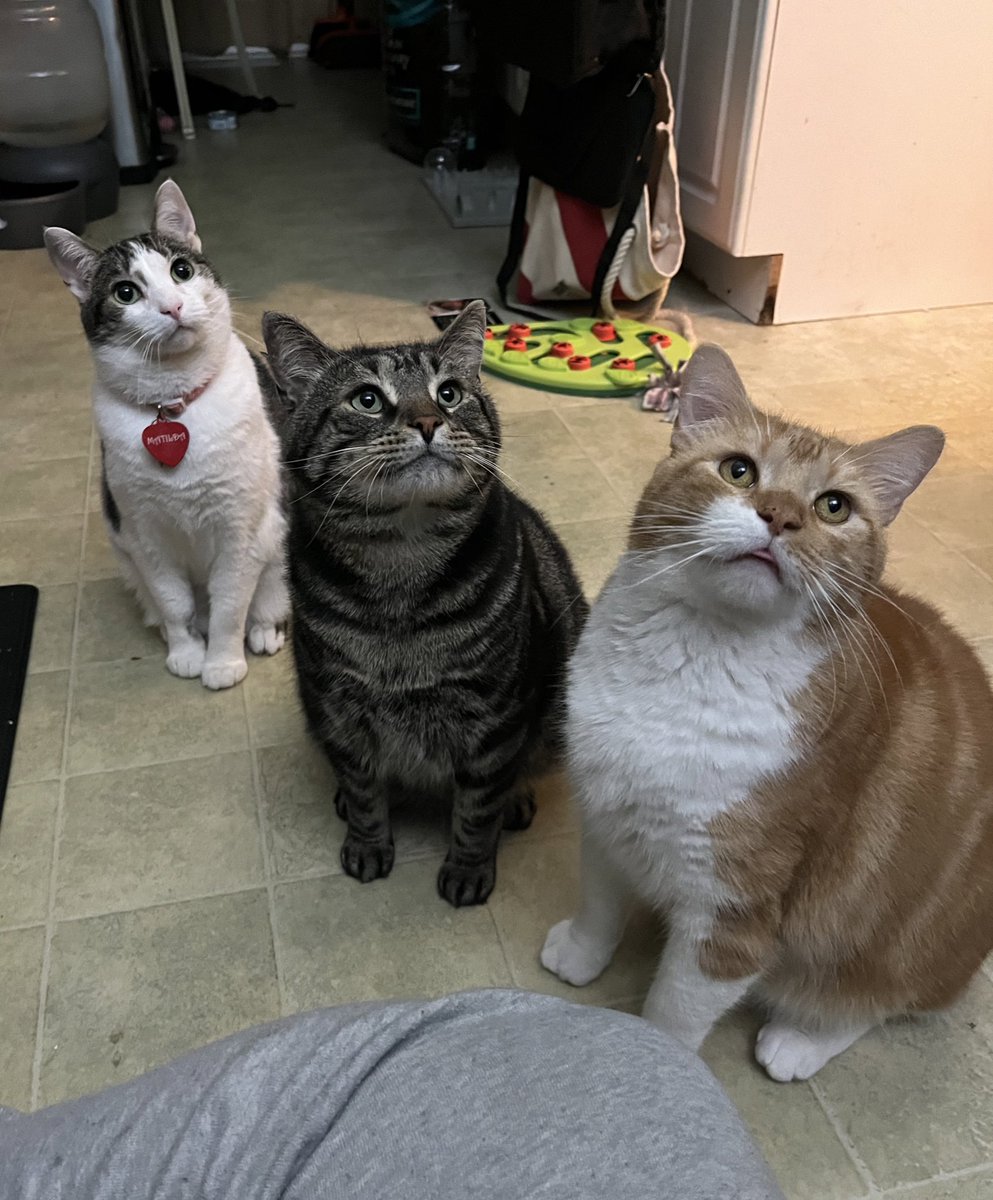 why are my cats three different art styles