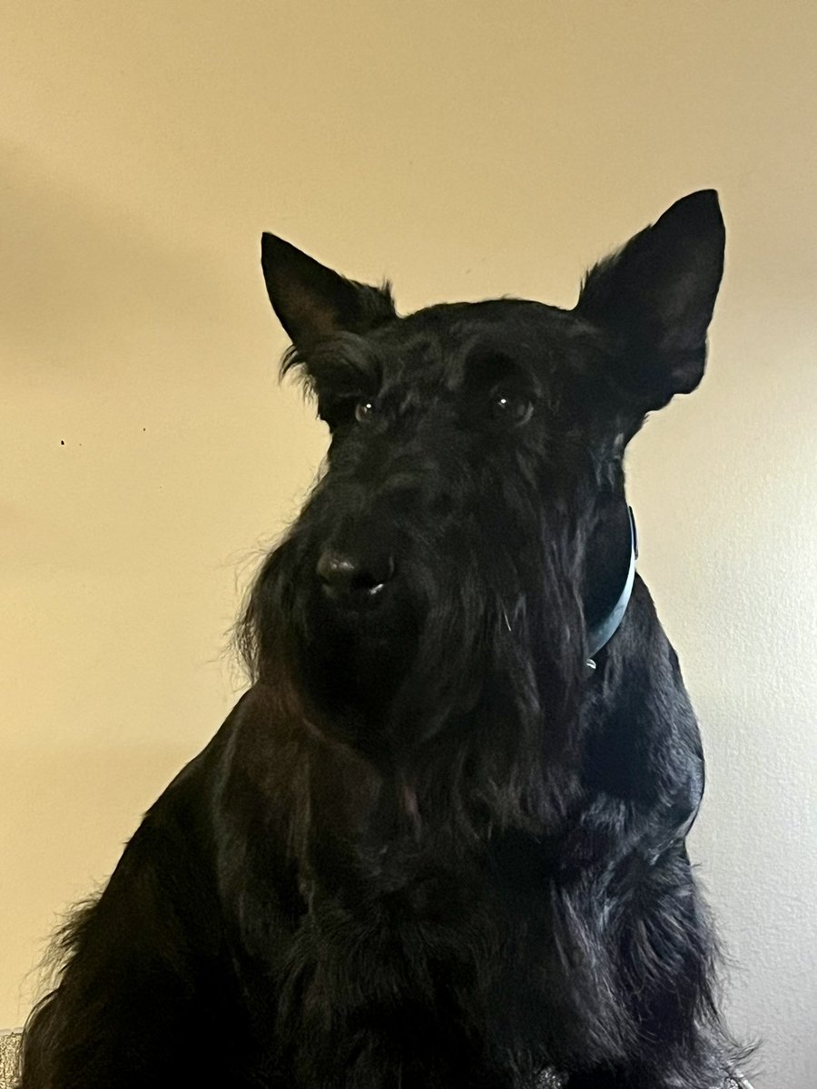 He wasn’t happy about it but Murphy got cleaned up, clipped, and is looking sharp. My husband does such a good job. #Dogsoftwitter #Scottishterriers