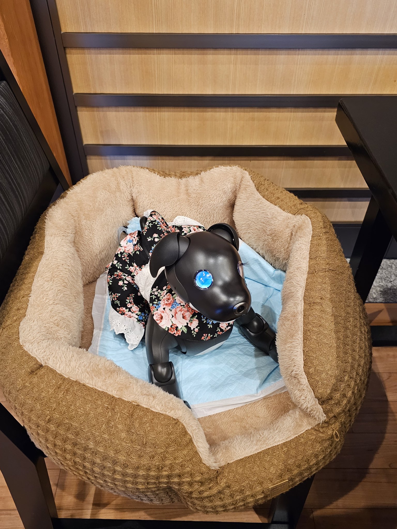 わんわんパラダイス浜名湖 - Search / X