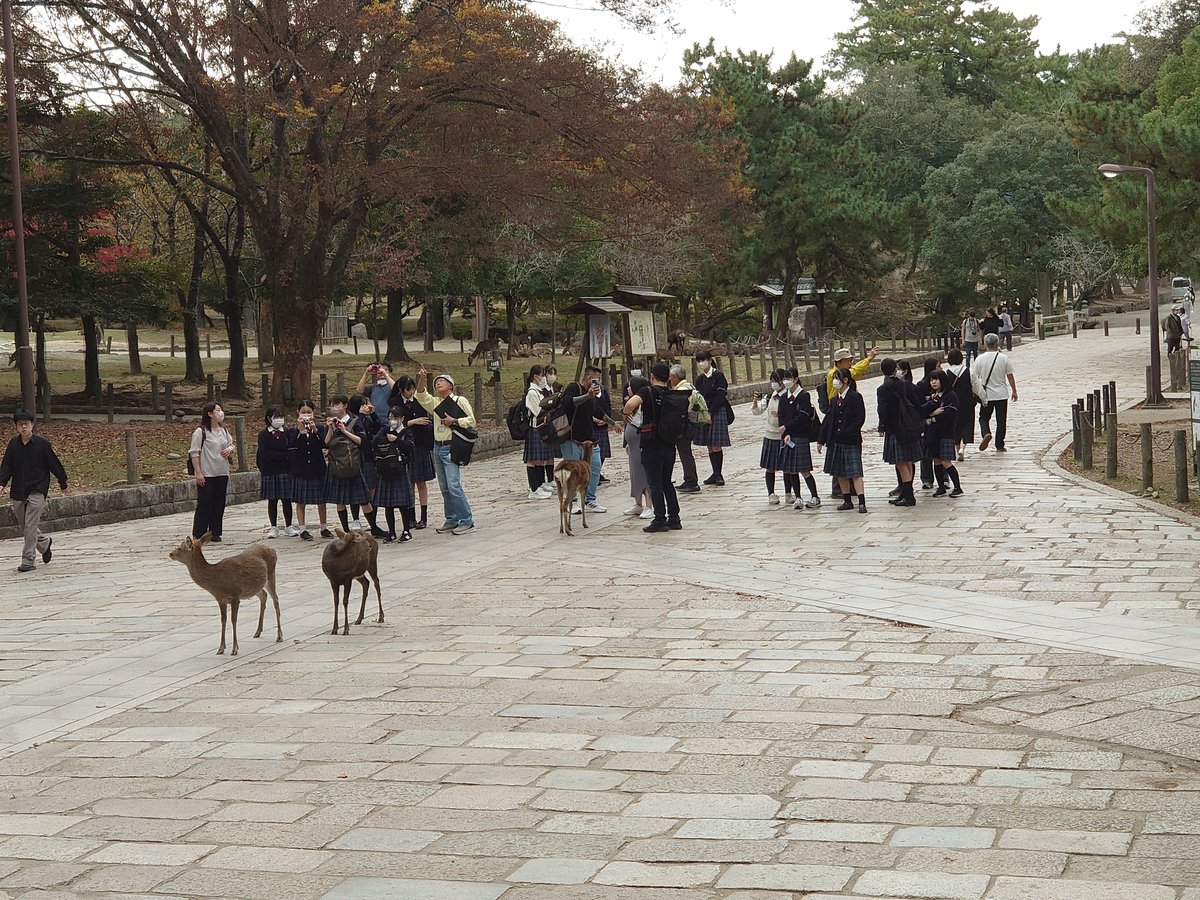 koji_principal's tweet photo. 2023年11月中学3年生が修学旅行に行ってきました。
奈良では石舞台や東大寺を見学、下の写真は「宮大工」の工房を訪ね、職業について様々なお話をうかがいました。（左下）神社仏閣の建築・修理には古くて丈夫な巨木が必要なため、収集・保存が必要だそうです。 https://t.co/m2pnE2Eyc8