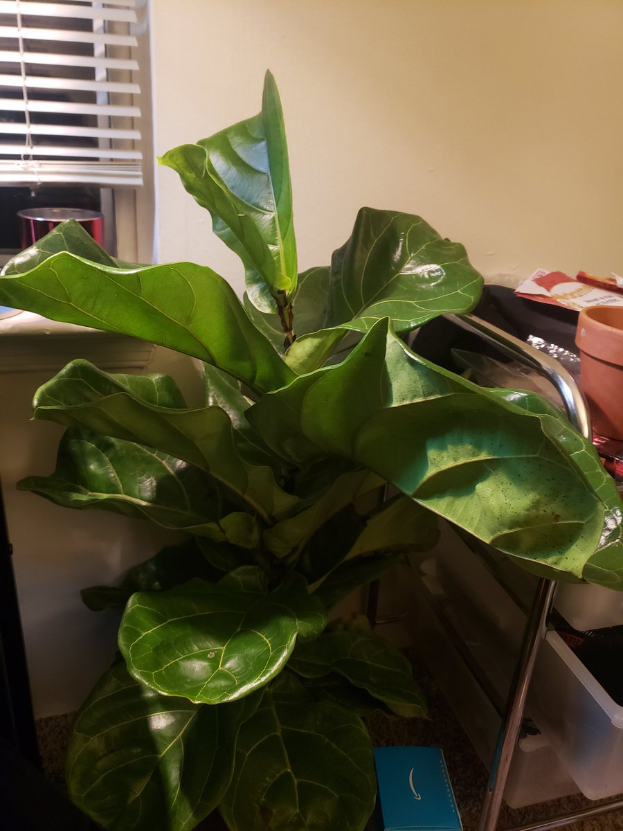 G0ldenUnic0rn's tweet image. New leaf 💚 #houseplant #fiddleleaffig