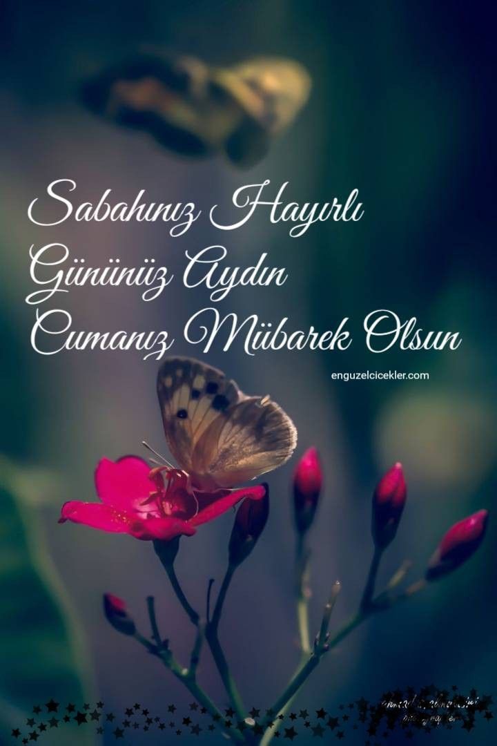 Gelincik Çiçeğimm💐 (@aaagelincik) on Twitter photo 